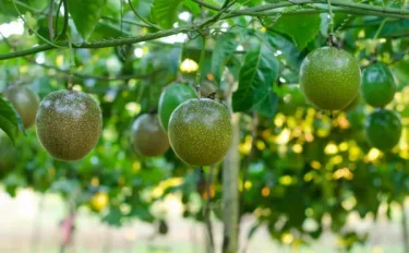 【家庭菜園】 栄養価の高い果物として注目されているパッションフルーツの育て方 栽培方法、剪定の仕方をご紹介！