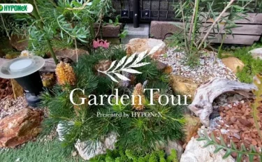 🕊Garden Tour🕊34：バンクシアやプロテアなどのオージープランツやスモークツリーのお庭