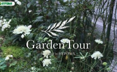 🕊Garden Tour🕊 01：季節ごとの花の開花や多肉植物の紅葉などを楽しめるナチュラルなお庭