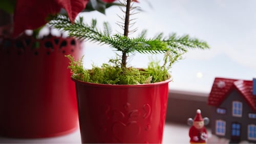 Christmas pots & vases