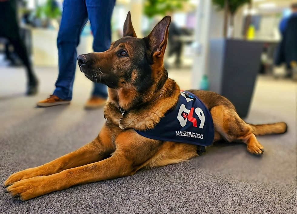 Retired police dog rescues missing man on first walk after major surgery