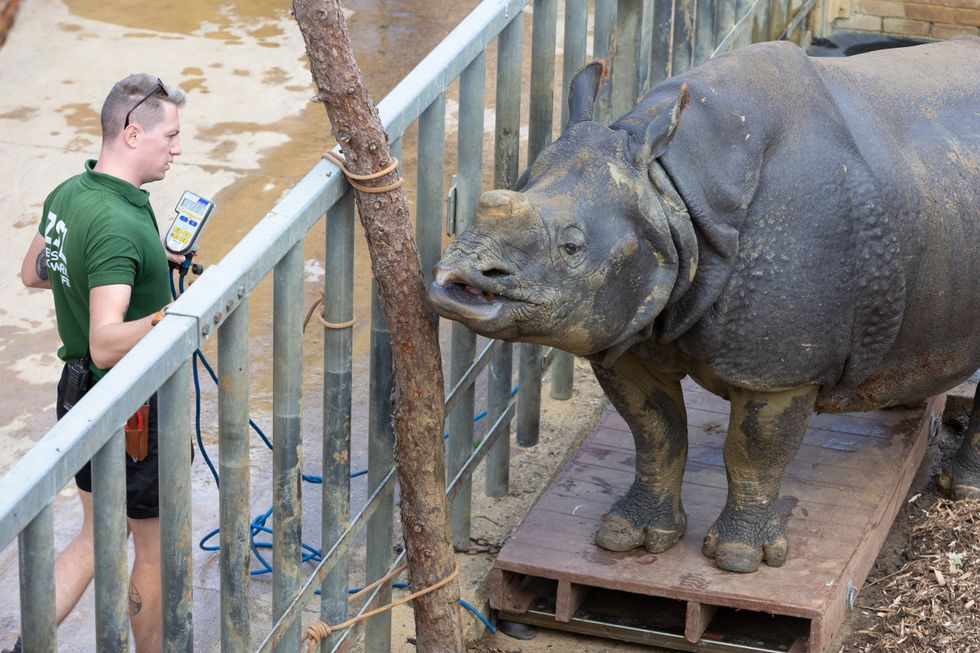 Staff at UK’s largest zoo measure 10,000 animals in their annual weigh-in