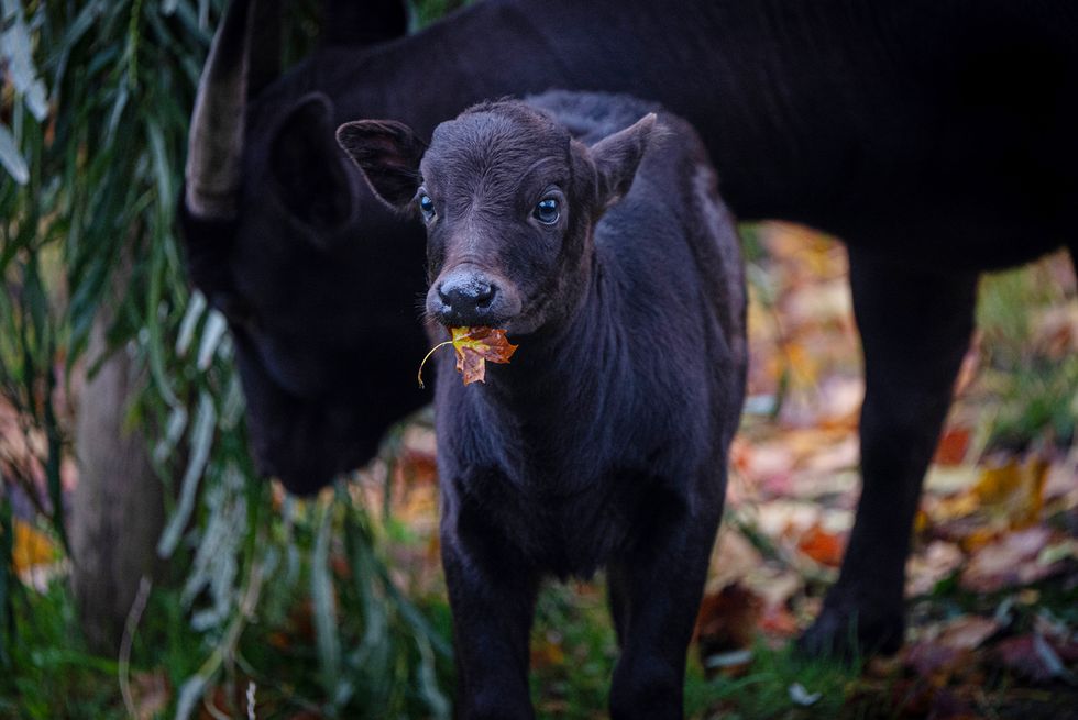 Birth of rare calf said to be smallest species of wild cattle captured on video