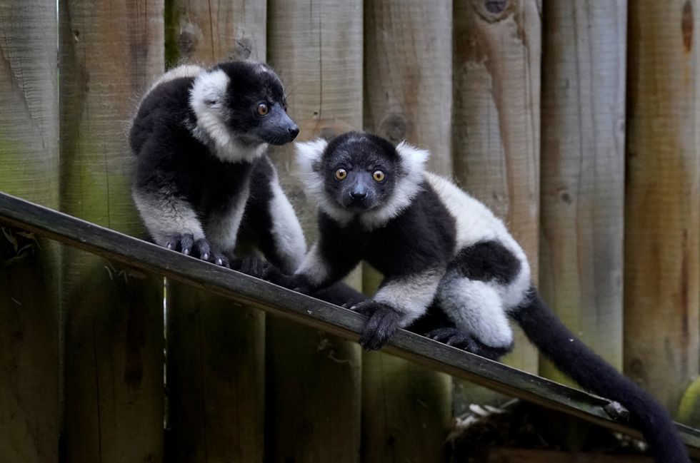 ‘Full of energy’ endangered lemur pups born at safari park