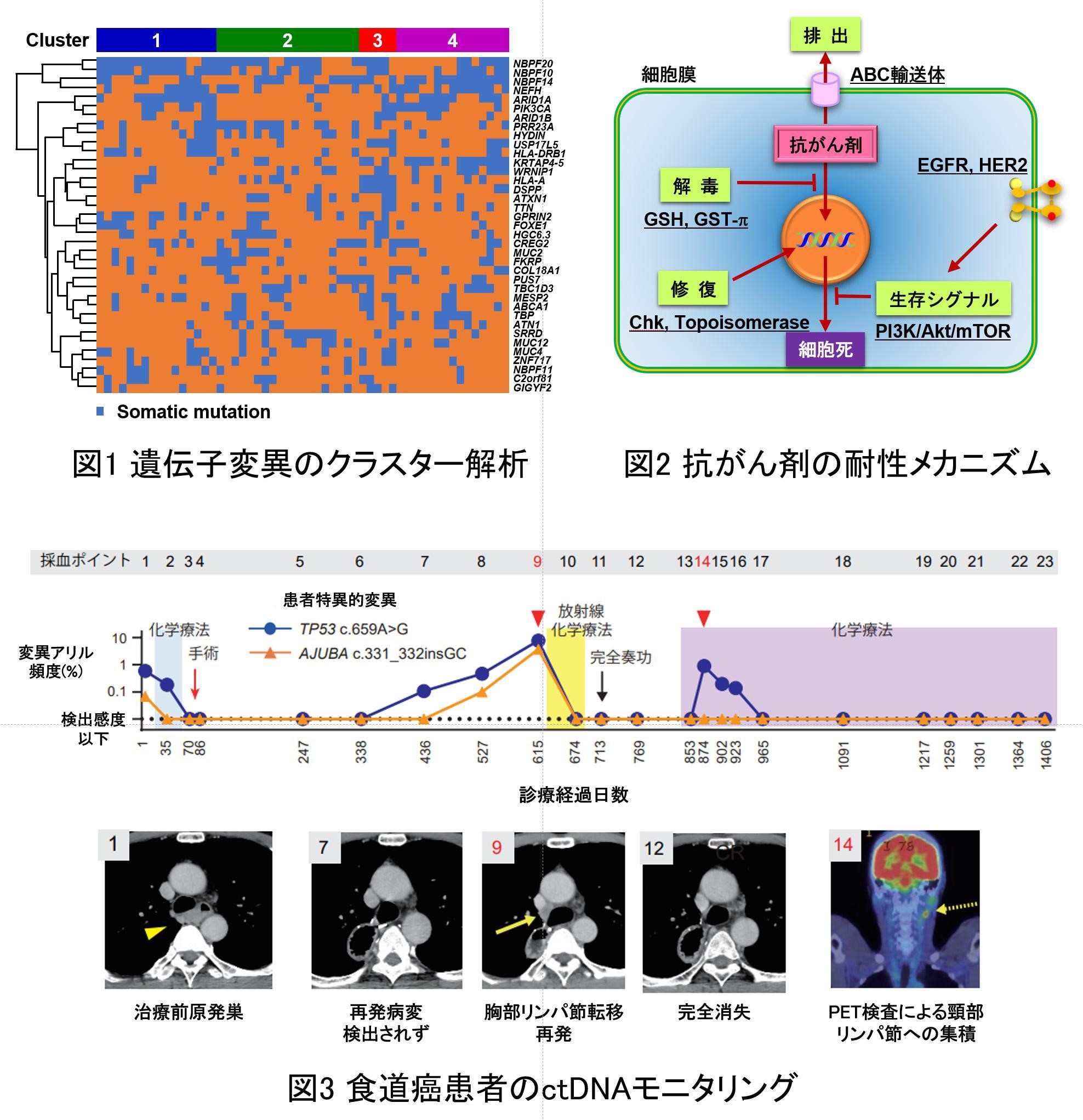 臨床腫瘍学講座