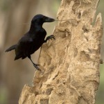 New Caledonian Crow tool use