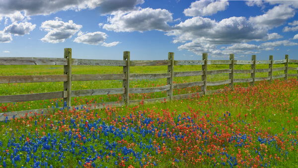 Memories of Texas (Signed by Nolan Ryan - Canvas)