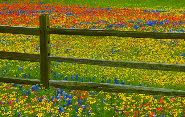 Rainbow Fence Line (Signed by Dr. Denton Cooley)