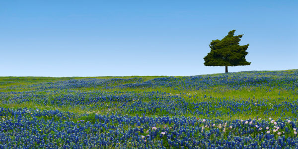 Wind Sculpted (Signed by Roger Staubach)