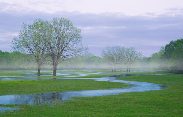 Meandering Stream (Signed by Lance Armstrong - Canvas 21"x40")