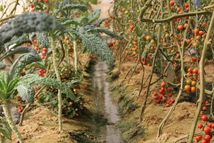 De l’agriculture et de l’aquaculture dans le désert avec Leedana