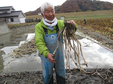 福山くわい