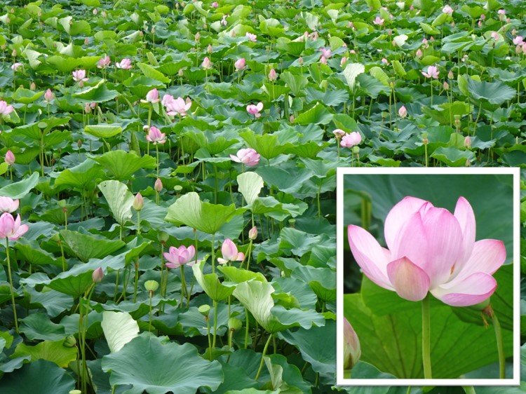 あさはたレンコンの花