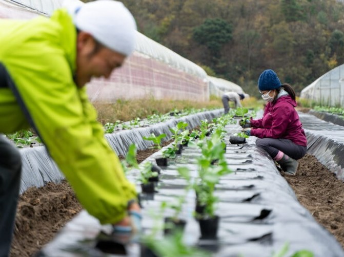 栽培ほ場での定植作業