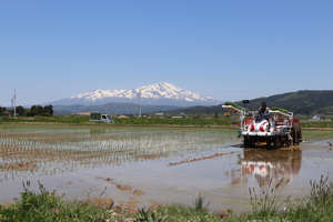 鳥海山を背景に田植え作業が本格化