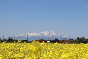 田植えの時期は、菜の花が咲きほこっています