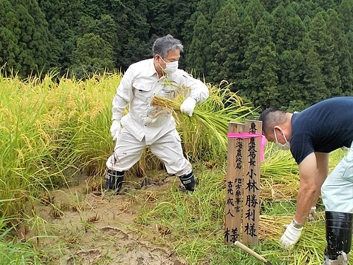 吉光地方参事官　稲刈り