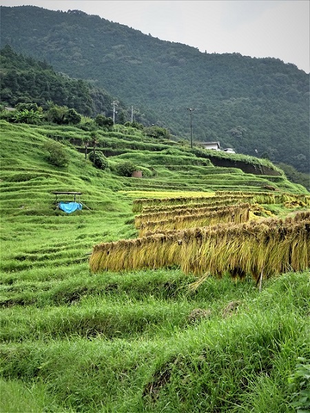 丸山千枚田　風景　２