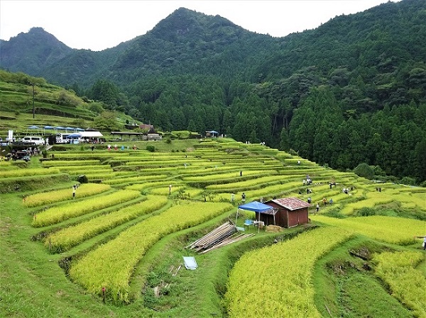 丸山千枚田　風景　１