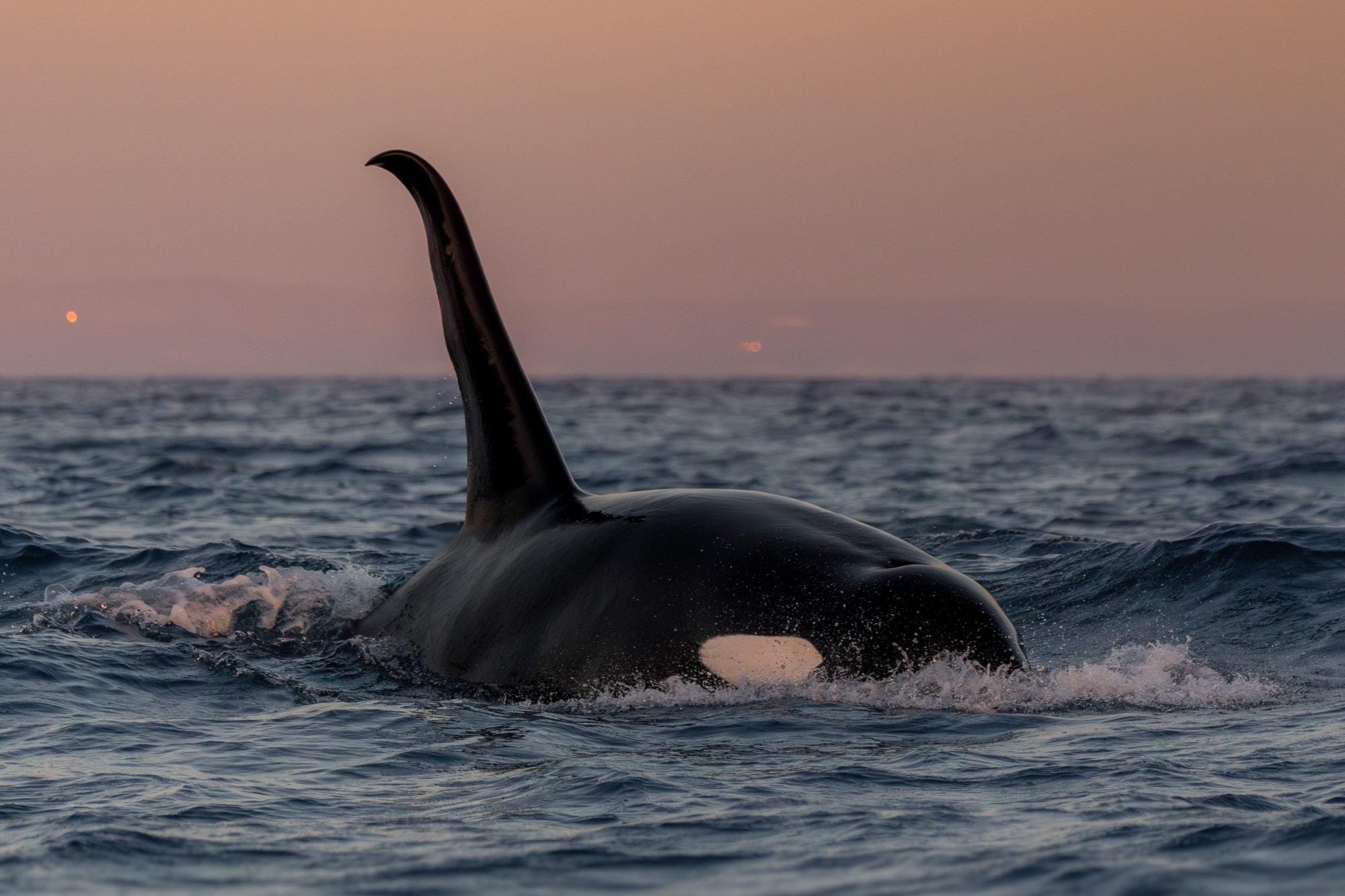 A pod of CA51 orcas was spotted off Orange County's coastline on Dec. 15, 2024, the first time since 2018 they've been seen off local waters. (Photo courtesy of Delaney Trowbridge/Newport Coastal Adventure)