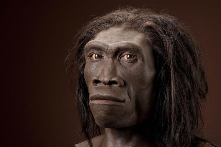 homo erectus