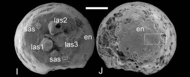 embrioni fossili 500 milioni anni fa