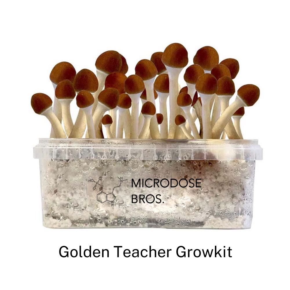 Golden Teacher Paddo Grow kits