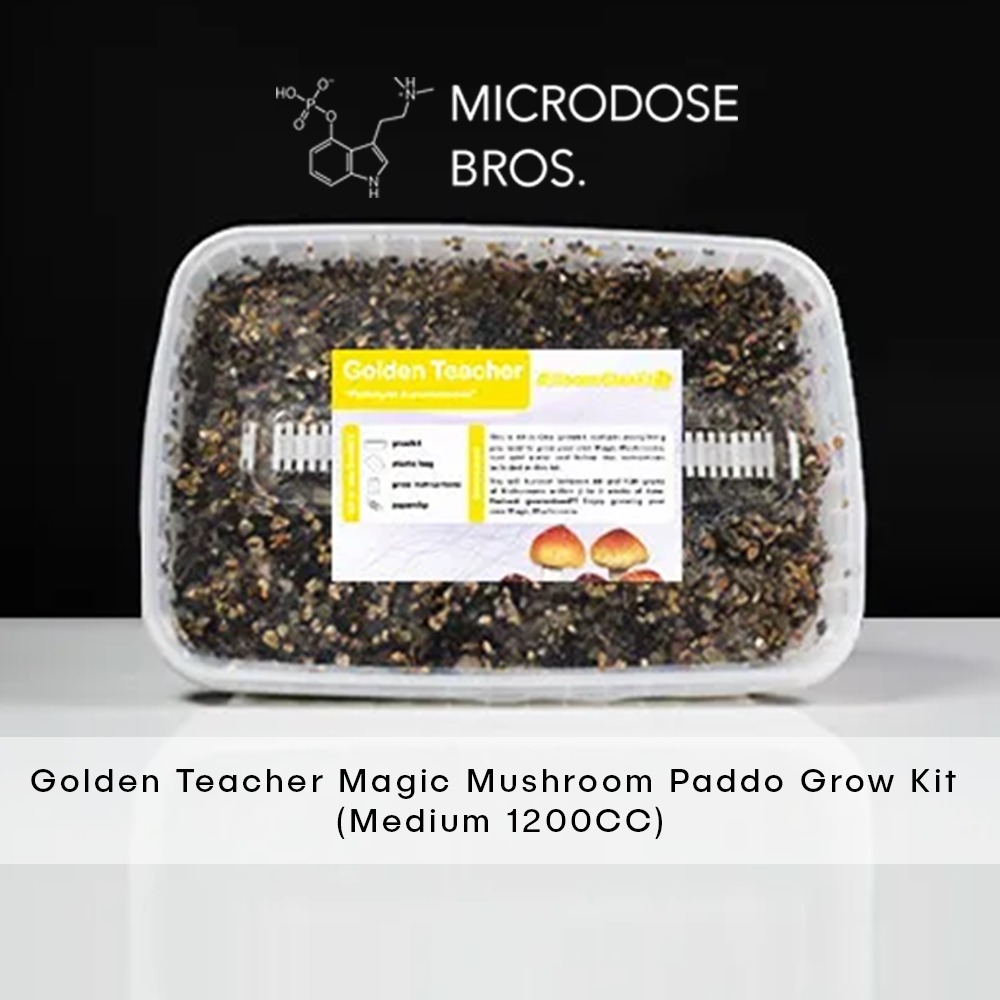 Golden Teacher Magic Mushroom Paddo Grow kit