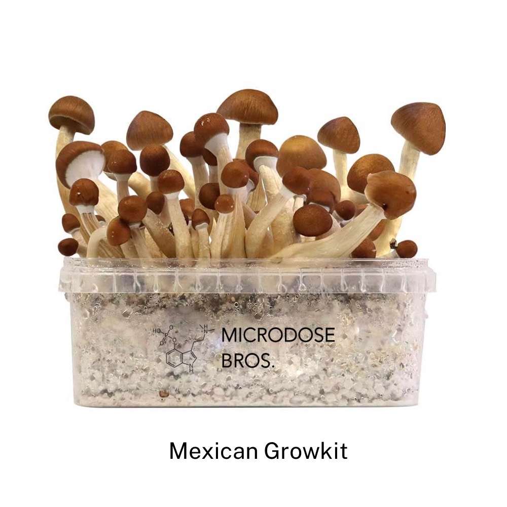 Mexican Magic Mushroom Paddo Grow Kit