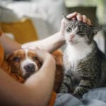 Man sitting on sofa with domestic animals. Pet owner stroking his old cat and dog together.