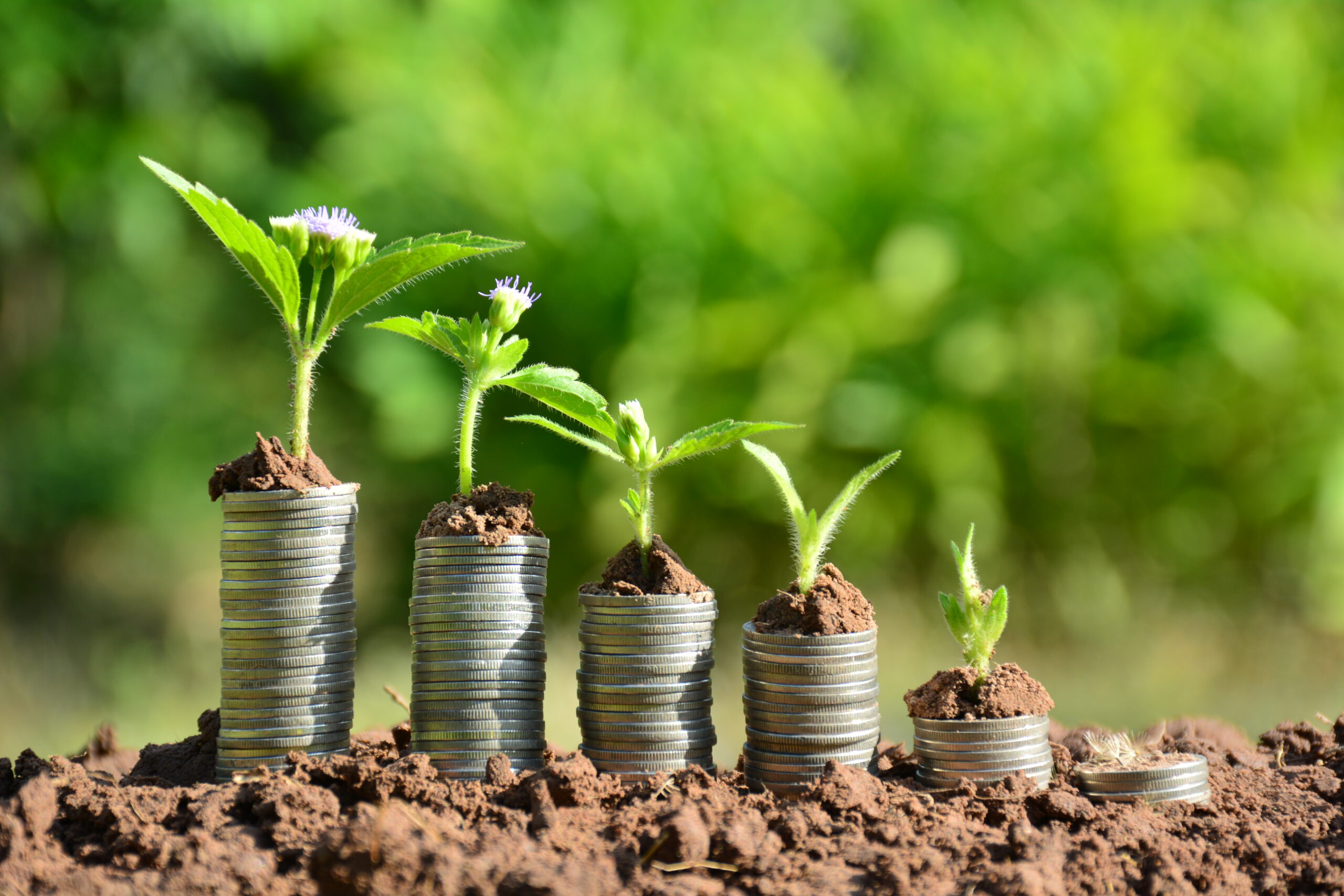 Finance stack coins and the green plant on soil and nature background