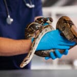 Exotic pet python examined by veterinarian in his hands.