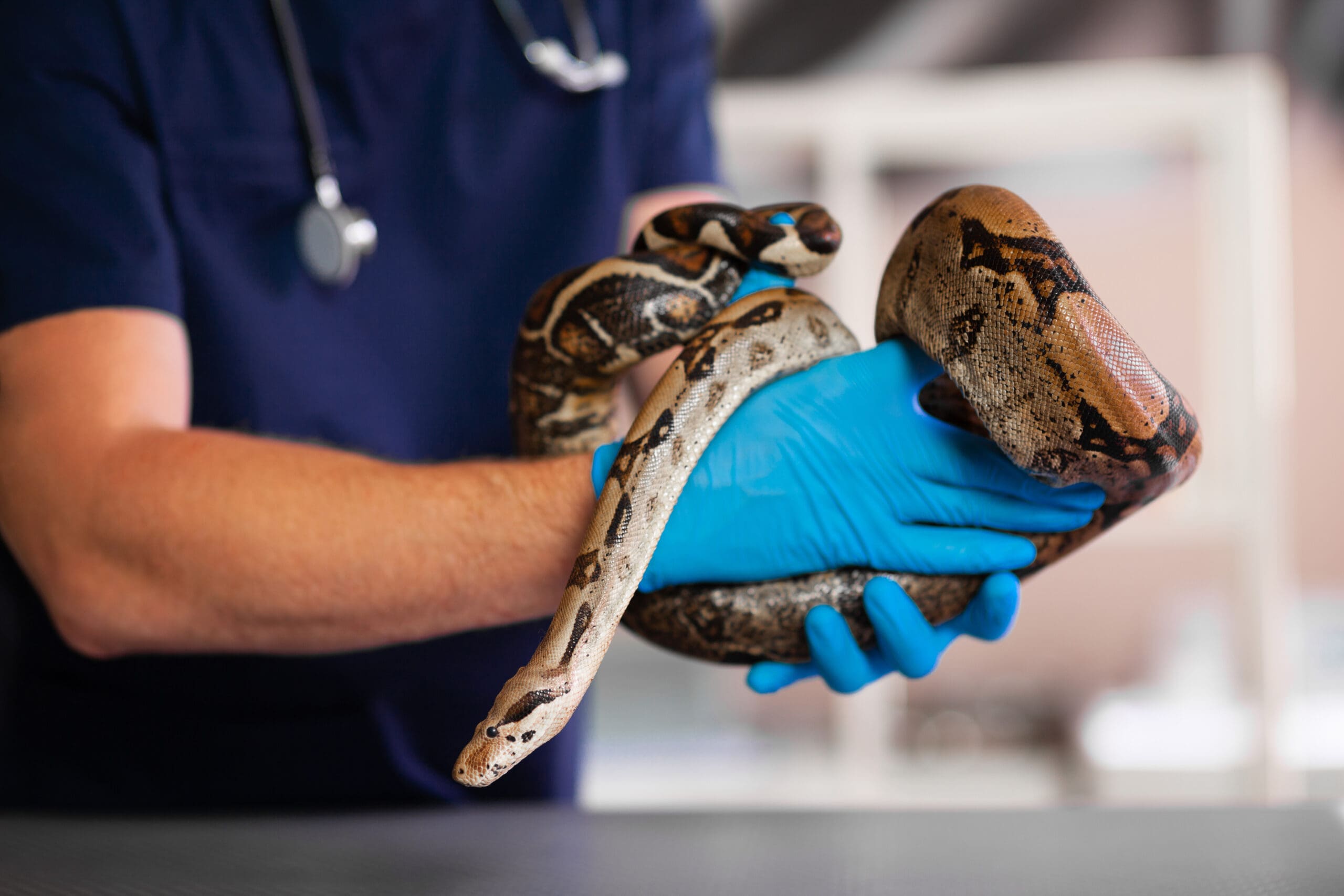 Exotic pet python examined by veterinarian in his hands.