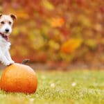 Cute listening pet dog puppy standing on a pumpkin and in autumn. Happy thanksgiving day, fall or halloween banner with copy space.