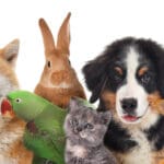 Group of cute pets on white background. Banner design