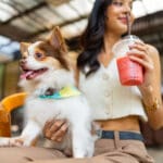 Young Asian woman playing with her chihuahua dog at pets friendly dog park cafe. Domestic dog with owner enjoy and fun urban outdoor lifestyle in the city on summer vacation. Pet Humanization or pet parents concept.