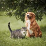 Cat and dog sitting together on meadow. Freindship between tabby domestic cat and Nova Scotia Duck Tolling Retriever.