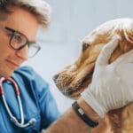 Young Veterinary Clinic Specialist Petting an Obedient Golden Retriever Dog. Healthy Pet on a Check Up Procedure in Modern Pet Help Center with a Professional Caring Veterinarian