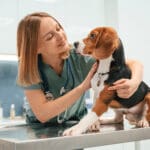 Woman veterinarian is with dog in the clinic.