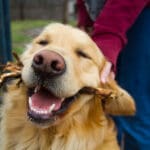 Blissful Golden Retriever finds pure joy in playtime as owner offers affectionate petting in a scenic outdoor setting. Overly happy with a stick in their mouth as someone pets behind the ears.