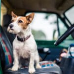 Dog in car, game-shooting, Norfolk, England, United Kingdom, Europe