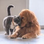 British short hair cat and golden retriever