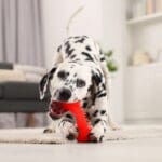 Adorable Dalmatian dog playing with toy indoors. Lovely pet