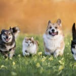 cute domestic cats and dogs of various colors run through a summer sunny meadow