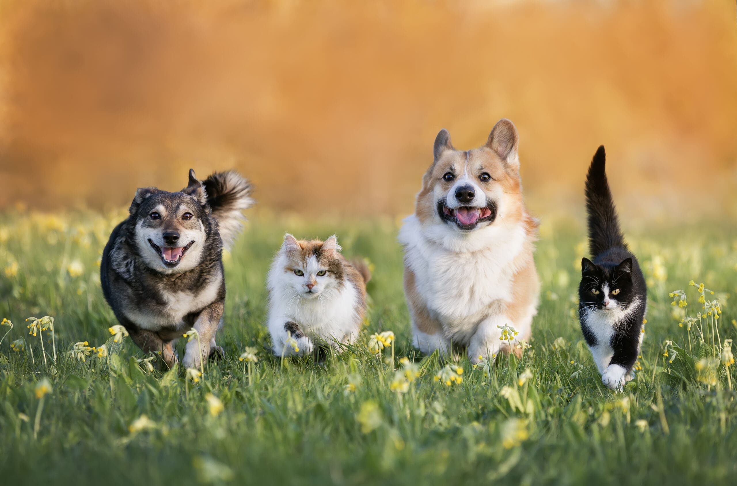 cute domestic cats and dogs of various colors run through a summer sunny meadow