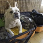 Oh adorable ! He sits on my packed clothes in suitcase and stays there. I wish I could travel with him wherever I go. Don't show me sad face buddy.....