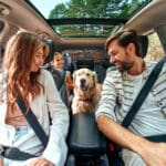 The whole family is driving for the weekend. Mom and Dad with their daughter and a Labrador dog are sitting in the car. Leisure, travel, tourism.