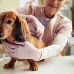 Portrait of cute long haired dachshund at vet checkup with senior veterinarian using stethoscope, copy space