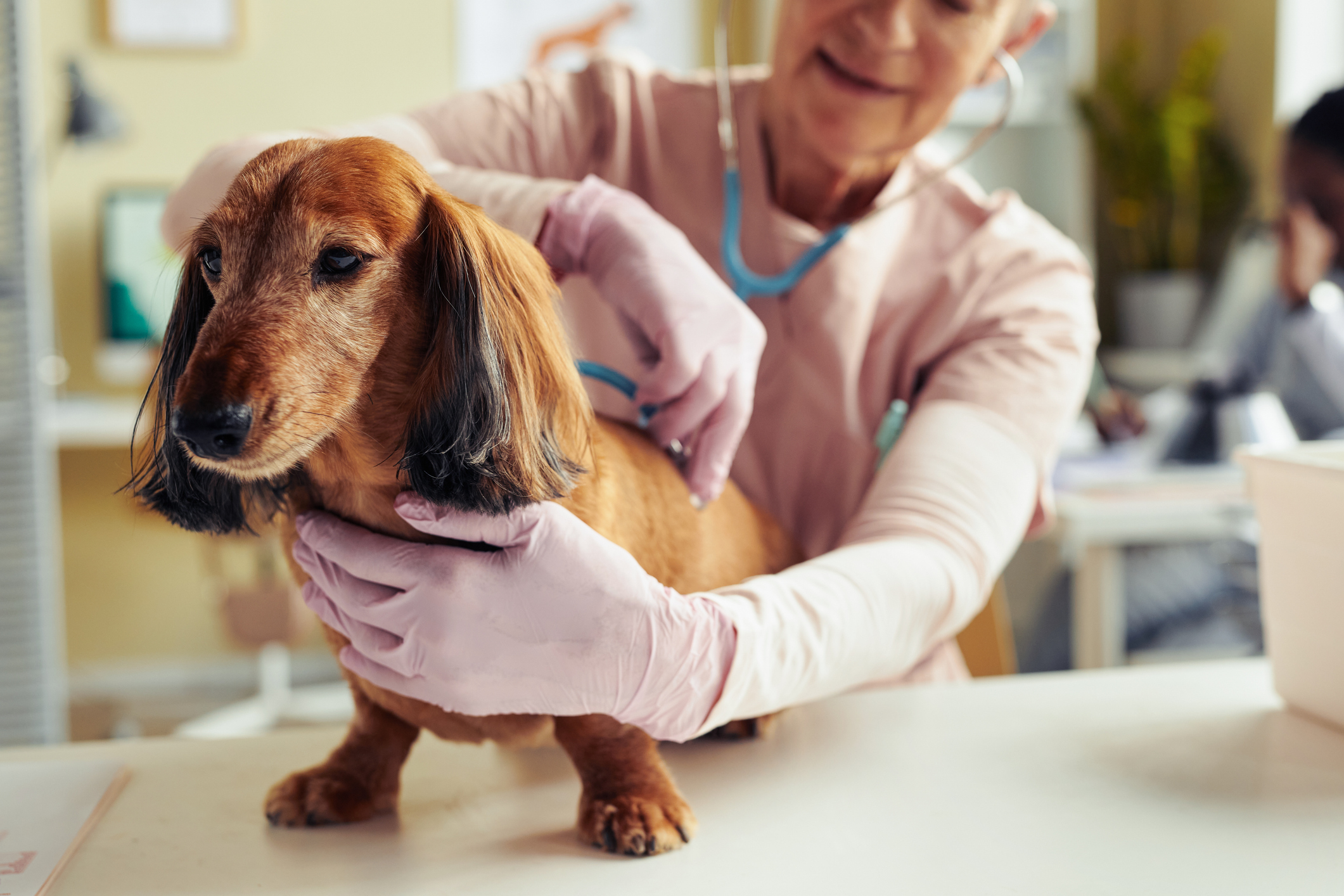 Portrait of cute long haired dachshund at vet checkup with senior veterinarian using stethoscope, copy space