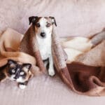 Dog and cat together under broun cozy blanket. White dog and gray cat sitting on sofa at home